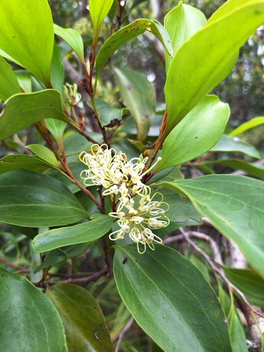 Stenocarpus trinervis observed 2025-10-31