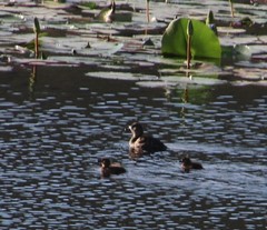 Thalassornis leuconotus