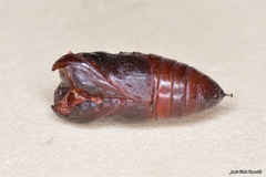 Clostera pigra