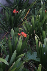 Clivia miniata miniata