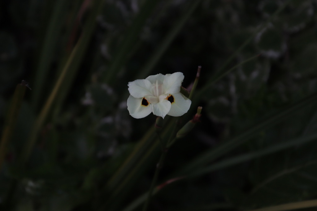Dietes bicolor, Fynbos Lodge gardens, Grootbos Nature Reserve