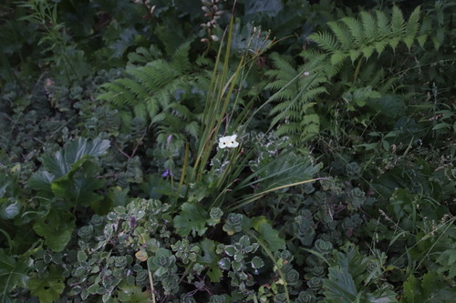 Dietes bicolor