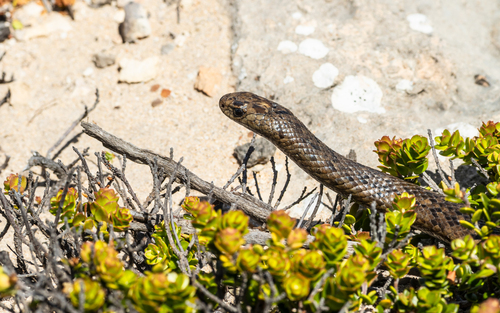 Peninsula Brown Snake sighting