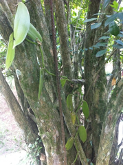 Vanilla planifolia