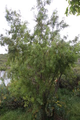 Searsia pendulina