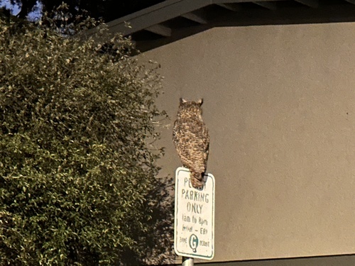 View observation of {o.common_name} on iNaturalist