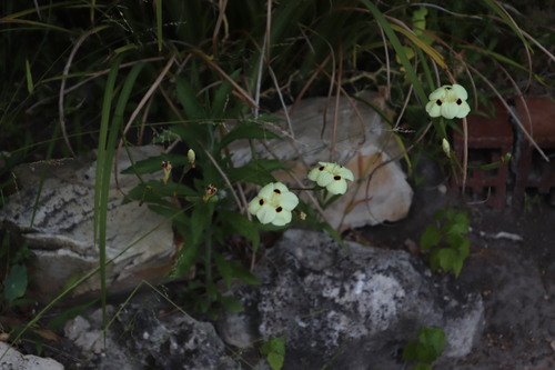 Dietes bicolor