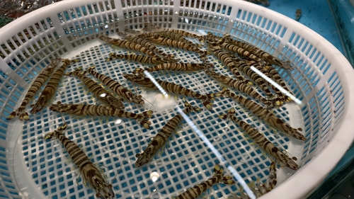 Penaeus japonicus observed 2025-11-01