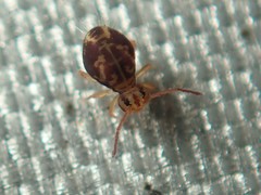 Dicyrtomina ornata