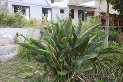 Strelitzia reginae reginae