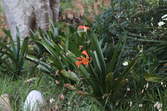 Clivia miniata miniata