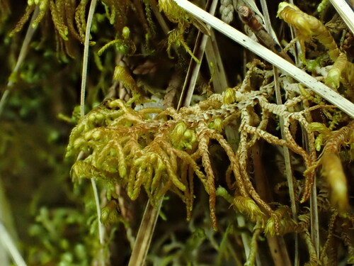 Mastigophora woodsii observed 2025-07-18
