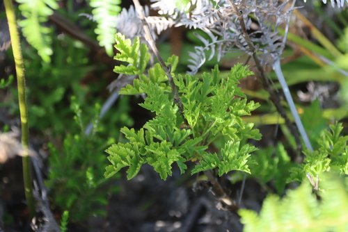 Common Gli (Glia prolifera)