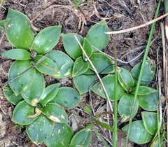 Drimia cochlearis