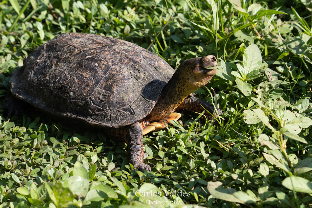 Western Mexican Wood Turtle from Municipio de Colima, Col., México on ...