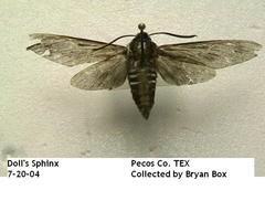 Sphinx dollii