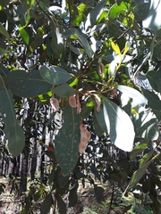 Acacia obliquinervia