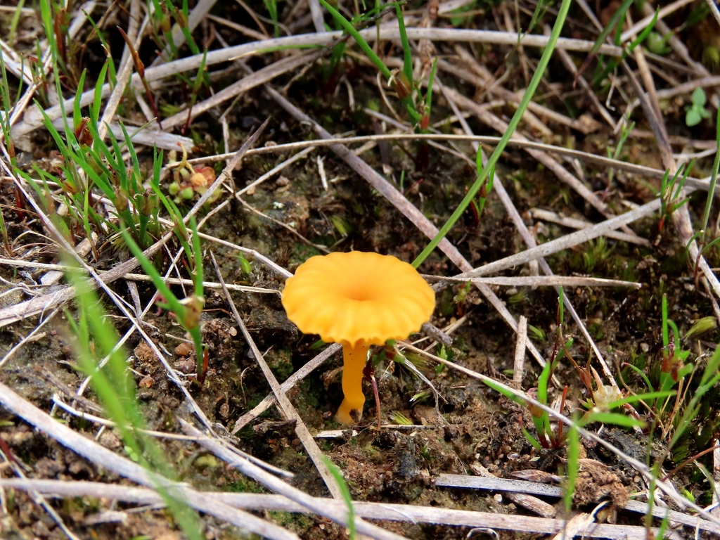 Lichenomphalia chromacea · November 2025 · photo: © cygnet (iNaturalist, cc-by)