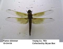 Libellula saturata