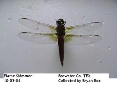 Libellula saturata