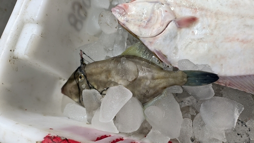 Black scraper (Thamnaconus modestus) — Monacanthidae — 2