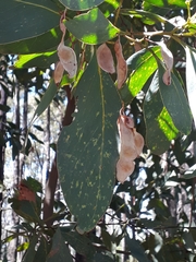 Acacia obliquinervia