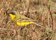 Motacilla flava thunbergi