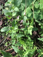 Solanum chenopodioides