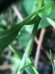 Solanum chenopodioides
