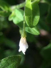 Solanum chenopodioides
