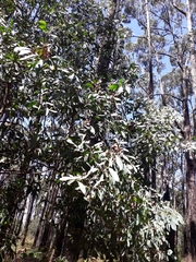 Acacia obliquinervia