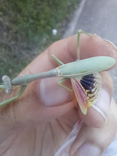 Mediterranean Mantis