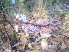 Dipodium