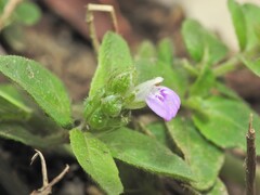 Rostellularia obtusa, photograph (c) Scott W. Gavins, some rights reserved (CC BY)