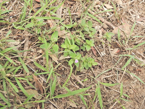 Rostellularia obtusa, photograph 4