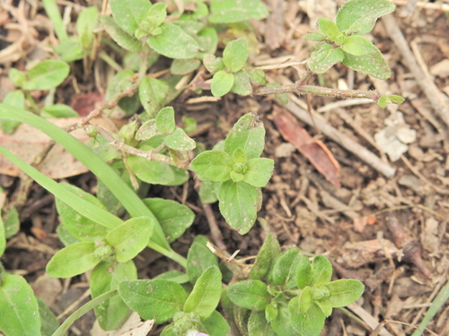 Rostellularia obtusa, photograph 6