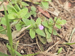 Rostellularia obtusa, photograph (c) Scott W. Gavins, some rights reserved (CC BY)