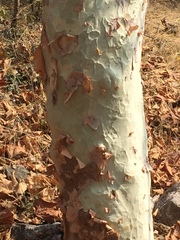 Sterculia urens