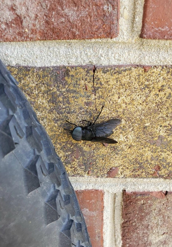 Unknown species found near S Salisbury Blvd, Salisbury, MD, US
