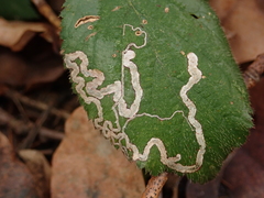 Stigmella splendidissimella