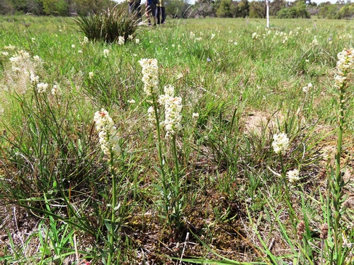 Grasslands Candles (Stackhousia subterranea)