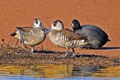 Pink-Eared Duck photo 4