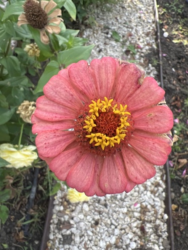Elegant Zinnia