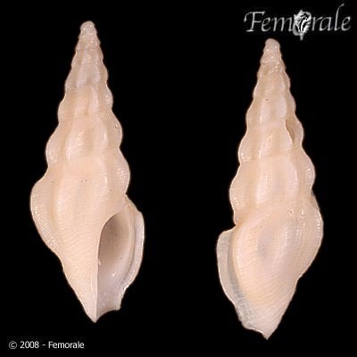 Leptadrillia