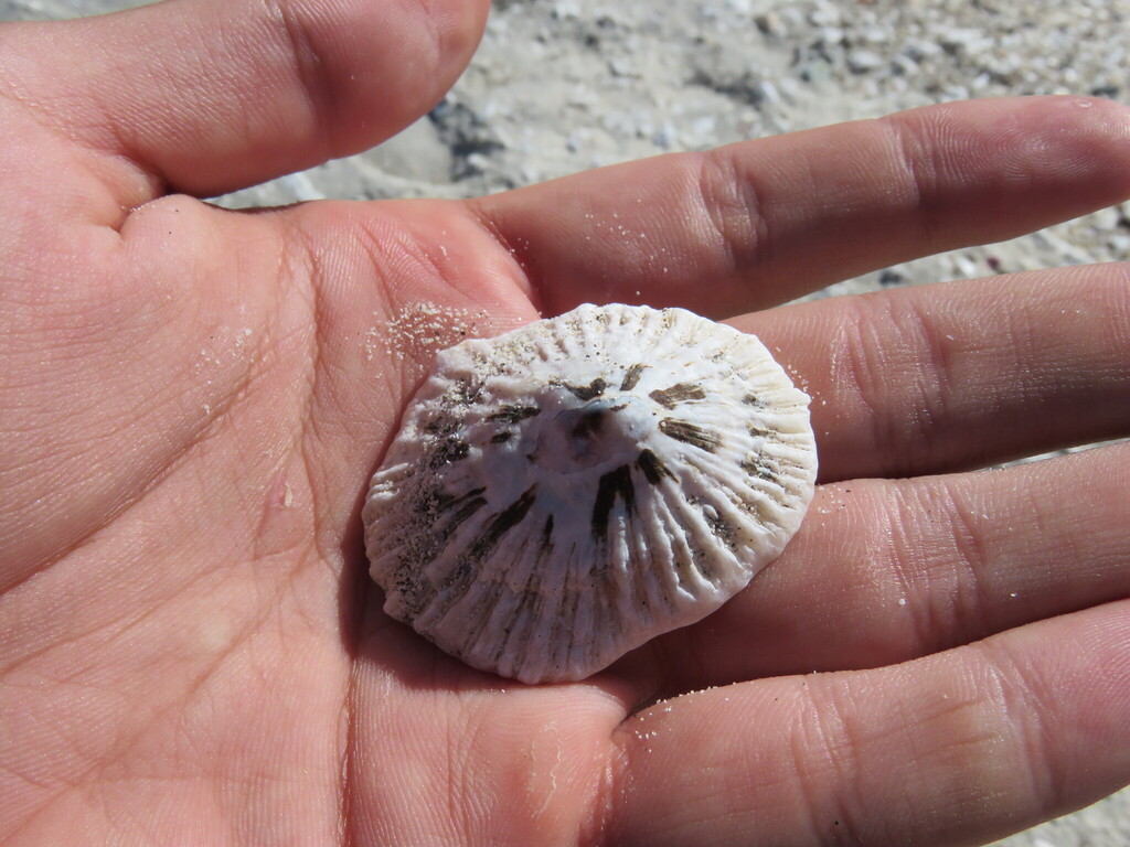 Lottia atrata