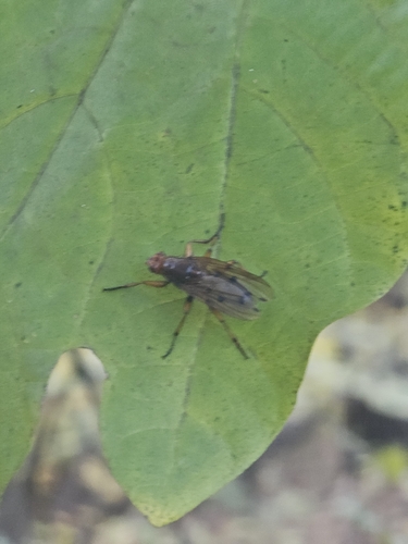 Dryomyza formosa