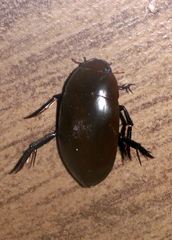 Hydrophiloidea
