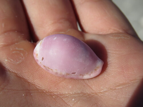 Cypraea albuginosa observed 2025-10-29