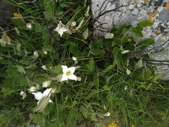 Clematis villosa
