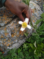 Clematis villosa